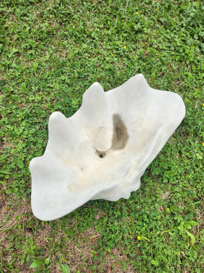 XL Concrete Shell Planter